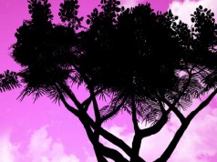 Nature Pro HD Live Wallpaper — футуристические живые обои Nature Pro HD Live Wallpaper - живые обои на Android